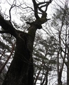 지리산 반달가슴곰 겨울잠, 깨우지 마세요