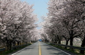 진해군항제, 쌍계사 십리벚꽃길  주말부터 만개 예정