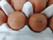 8개 농가 계란서 살충제 대사산물 검출… “전량 폐기, 유통 차단”