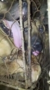 [펫슈] 개(犬)는 가축인가, 가족인가