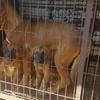 [펫슈] 개(犬)는 가축인가, 가족인가