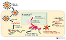 식약처, 먹는 코로나 치료제 ‘팍스로비드’ 긴급사용승인