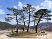 영주시, 용마루2공원 회전교차로 소나무 식재