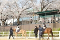 한국마사회, 무료승마체험...울산 태화강국가정원서 '도심공원 승마축제' 운영