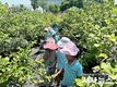 경주동궁원, ‘블루베리 열매따기 체험’ 10일부터 운영