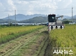 경산시, 첫 벼베기 시작... 고온속 이른 결실, 한장군 쌀로 출하