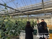 경상북도, 겨울철 원예작물 시설 점검으로 새는 열 막아야