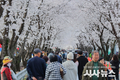 2026년 「제7회 각북 벚꽃축제」 성황리 마무리