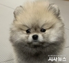 [단독] “포메라니안인 줄 알았는데…” 대구 반월당 애견샵,
