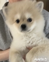 [단독] “포메라니안인 줄 알았는데…” 대구 반월당 애견샵,