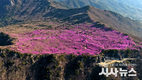 분홍빛 비슬산에 ‘10만 인파’ 2026 비슬산 참꽃문화제 성료